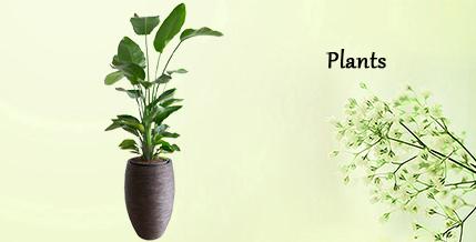 Plants