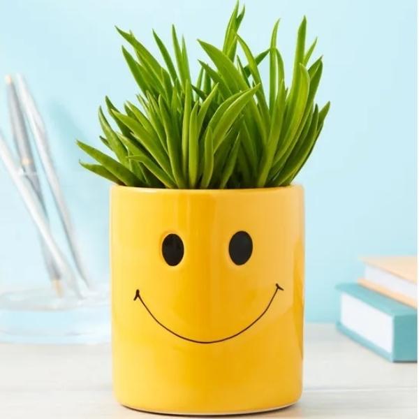 Smiley Succulent